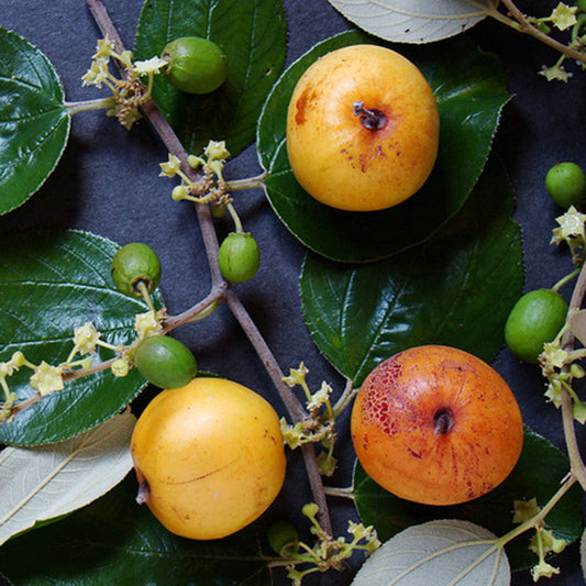 Indian Jujubee  Gola - Fruit Plants & Tree