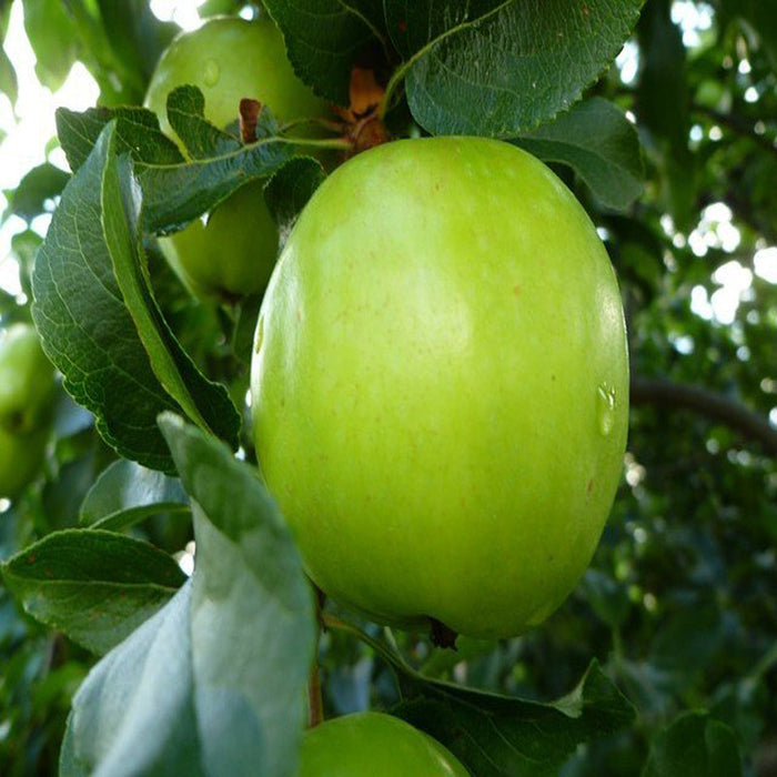 Grafted Green Apple Trees for Sale Online | Buy Fruit Plant