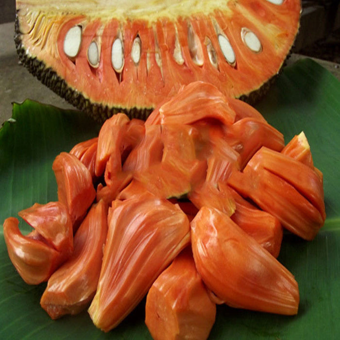 Jack Fruit Red/Red panasa (Grafted)- Fruit Plants