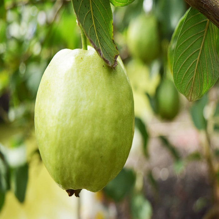 Thailand-Guava - Fruit Plants & Tree
