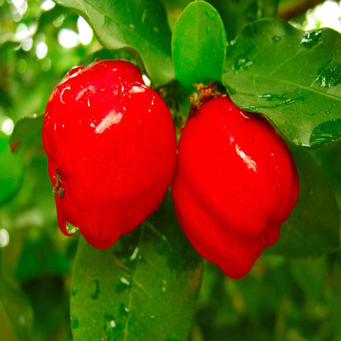 Barbados Cherry -Fruit Plants & Tree