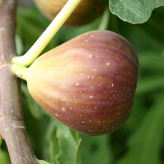 Fig trees for sale | Anjeer plant | Fig plant | Buy fig tree | Fig plants online | Fig Puna tree plant for sale