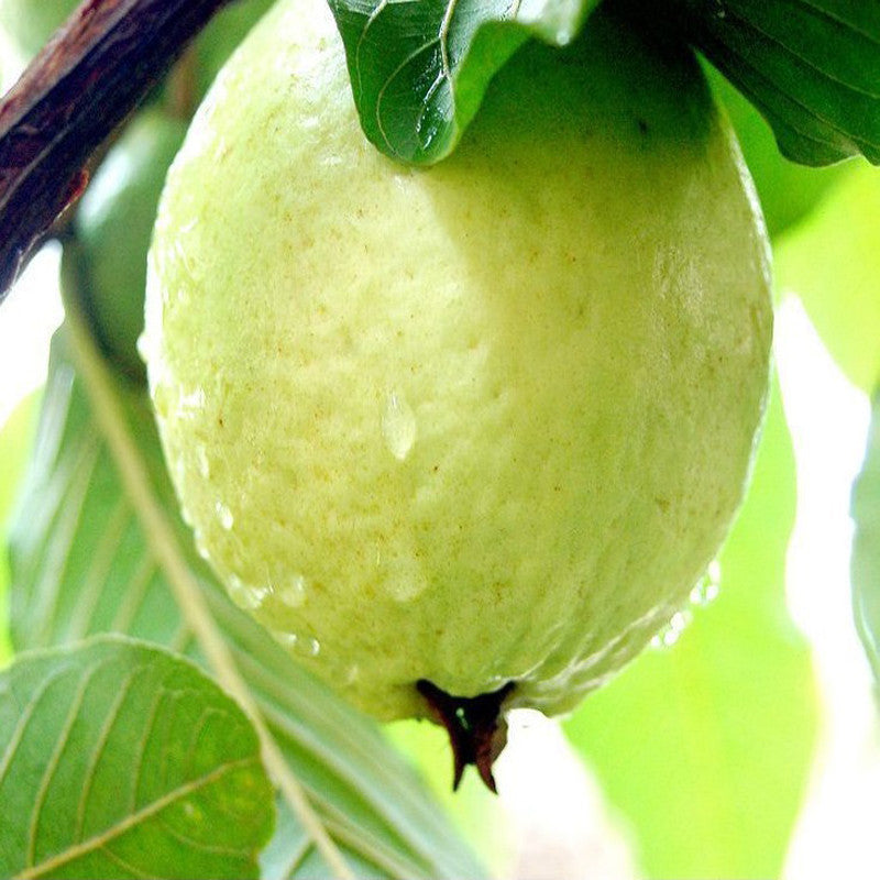 Lucknow Guava Plants for Sale | Buy Lucknow Guava Plant Online | Guava Tree for Sale | Guava Fruit Tree Near me | Lucknow Guava Plant Price