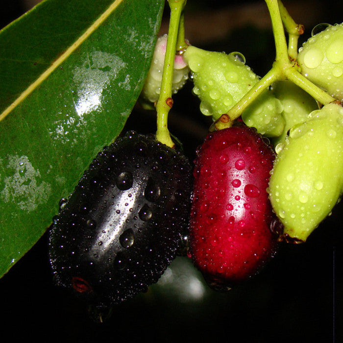 Jambolan Jumbo Jamun (Grafted)- Fruit Plants & Tree