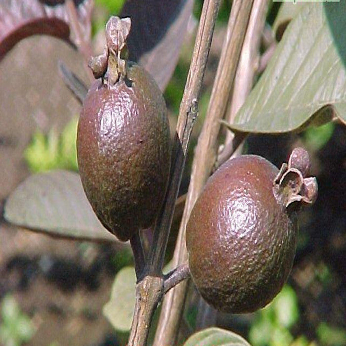 Black guava plant | Guava tree black | Buy black guava fruit plant | Guava plant price near me