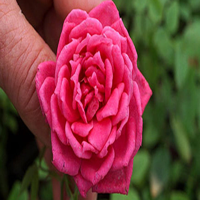 Button Rose Plant for Sale | Button Rose Buy Online | Pink Button Rose for Sale