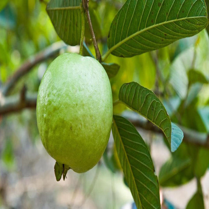 Allhabad guava plant | Guava tree for sale | Buy guava fruit plant online | Allhabad Guava plant price near me