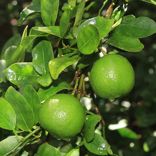 Table Lemon - Fruit Plants & Tree|Discount Lemon Trees |Lemon Tree Deals| Lemon Tree Sale