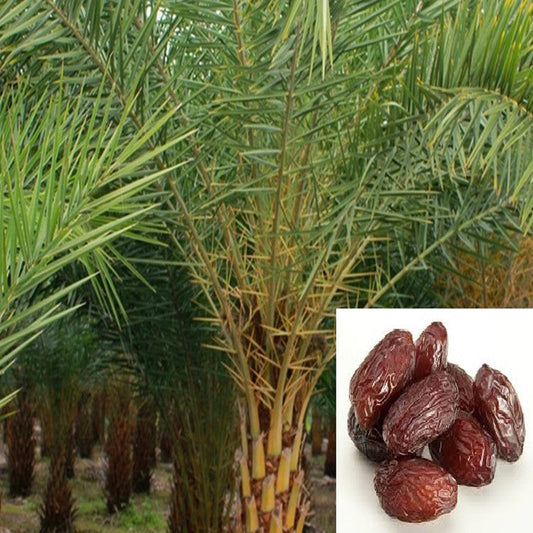 Date palm for sale | Buy Date palm plant | Date palm online near me | Date palm tree for sale