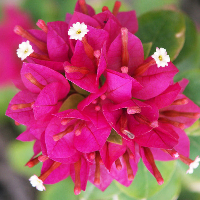 Bougainvillea Dwarf - Flowering Shrubs
