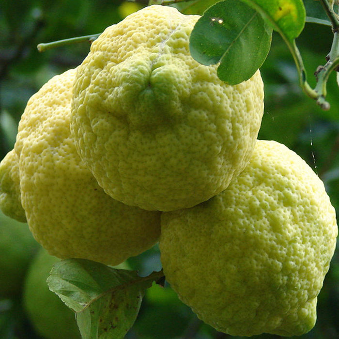 Rough Lemon - Fruit Plants & Tree