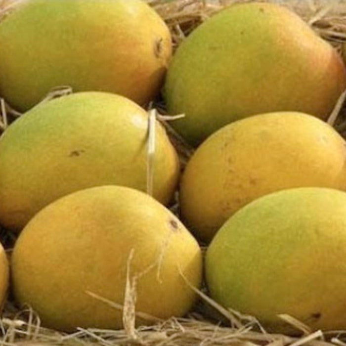 Mango Sugar Candy(Grafted) - Fruit Plants & Tree