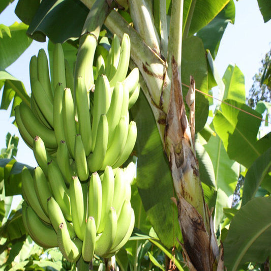 TC Green Banana Tree for Sale | Buy Banana Plants Online