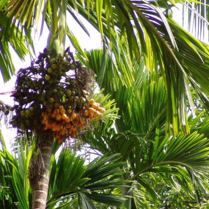 Betel Nut Plant for Sale | Buy Areca Nut Tree Online | Fruit Plant for Sale