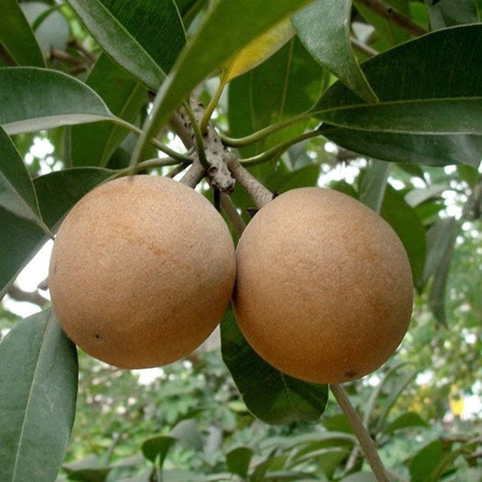 Kalapatti Chikoo Plant | Chikoo Plant for Sale | Grafted Chikoo Fruit Tree | Buy Chikoo Online | Sapota Fruit Plant for Sale