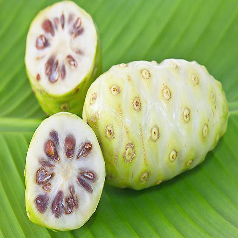 Noni/cheese fruit - Fruit Plants & Tree