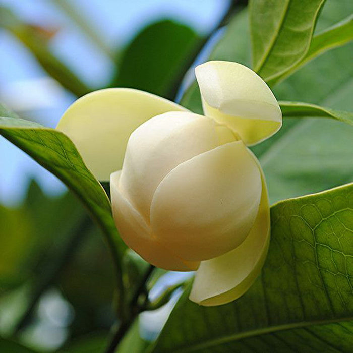 Magnolia Dwarf Coco - Flowering Shrubs