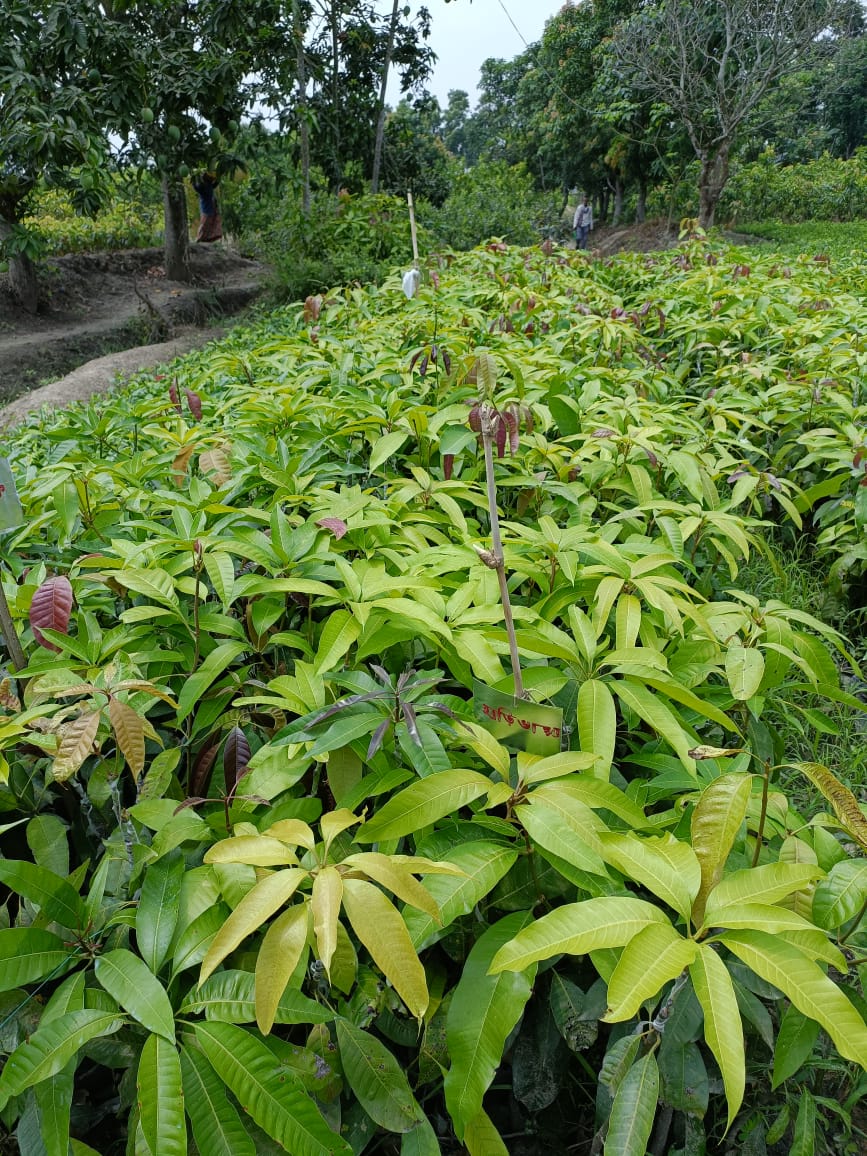 Mango Tree for Sale | Buy Grafted Mango Online | Mango Nursery Tree