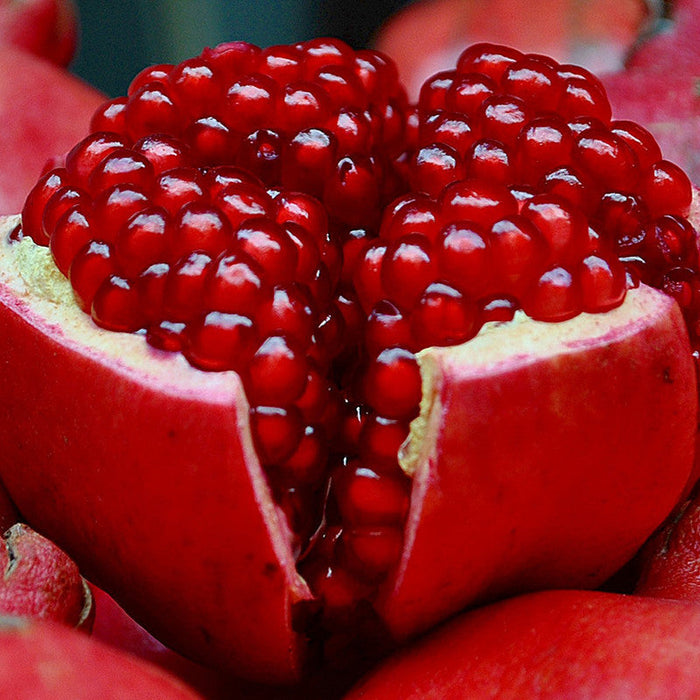 Pomegranate Bhagwa - Fruit Plants & Tree