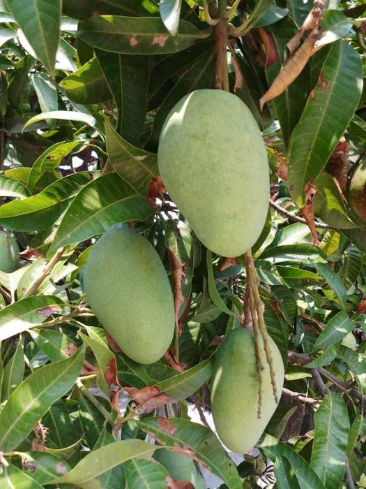 Honeydew Mango Plant (Grafted)