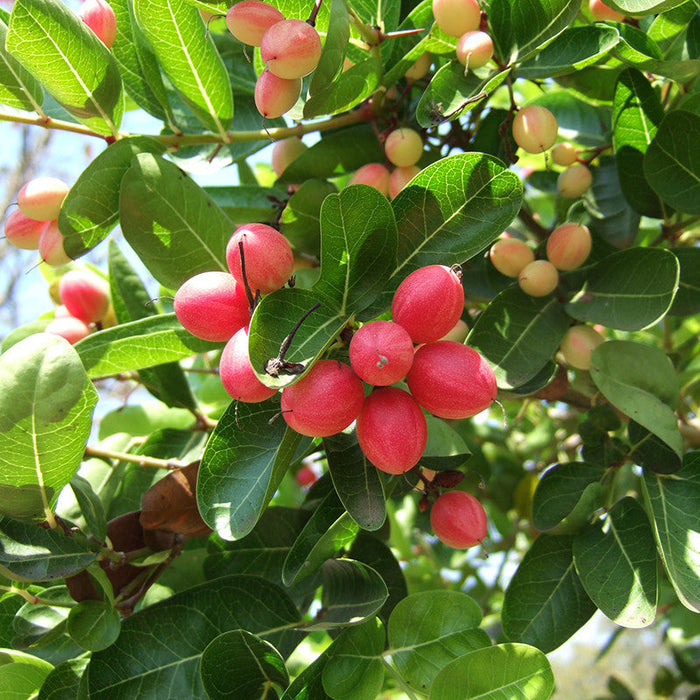 Karonda/Carissa Carandas - Fruit Plants & Tree