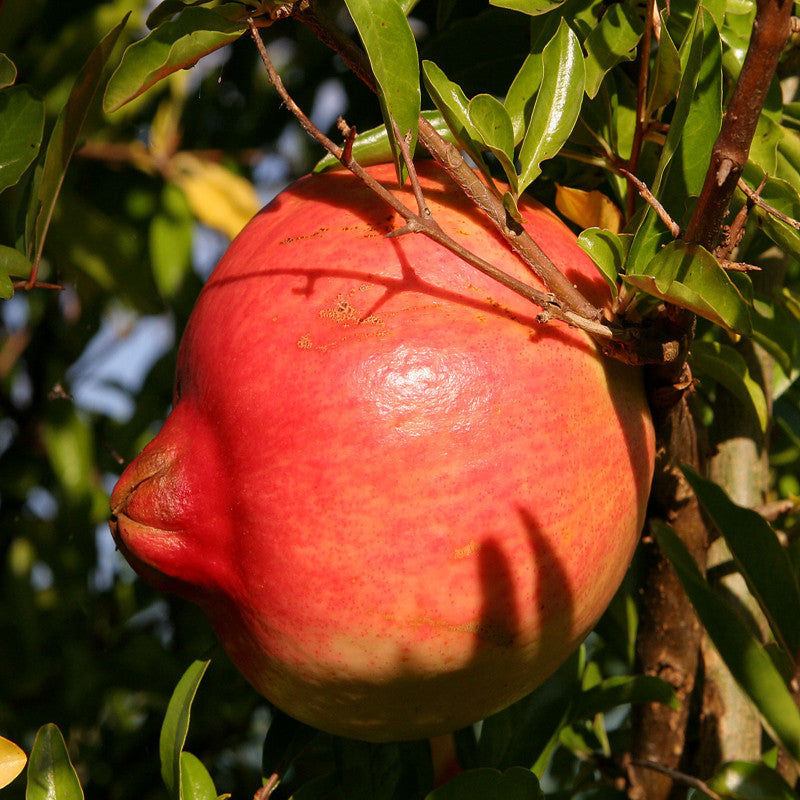 Ganesh Anar Plant for Sale | Buy Ganesh Anar Online | Pomegranate Fruit Plants for Sale Near me