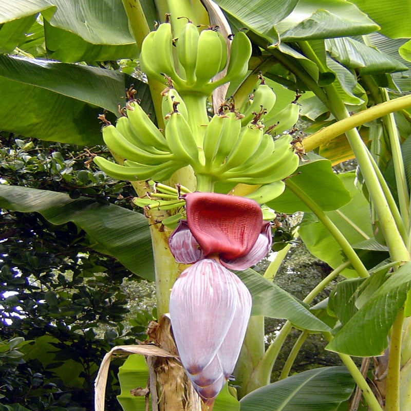 Musa Sapientum plant | Curry Banana tree | Curry Banana plant for sale | Buy Curry Banana plant tree online | Indian Fruit plant for sale