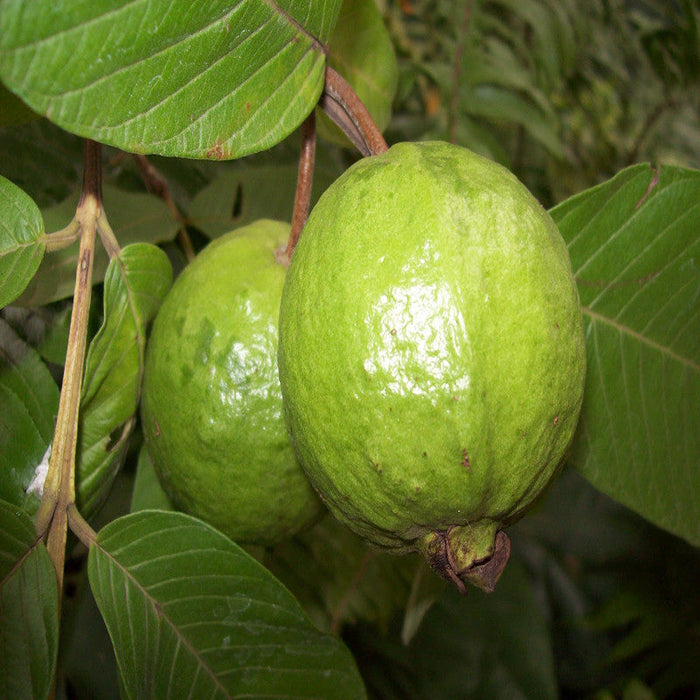 Thailand-Guava - Fruit Plants & Tree