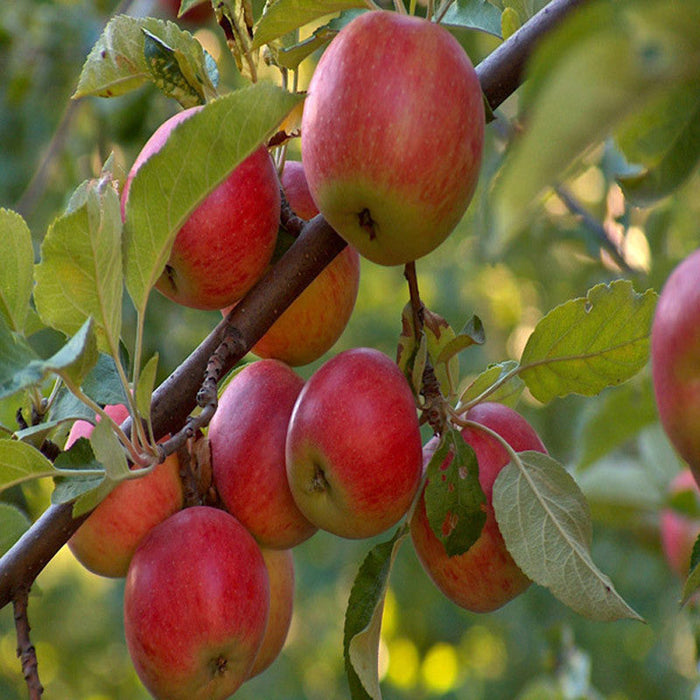 Red Apple for Sale Online (Grafted) | Buy Fruit Plant