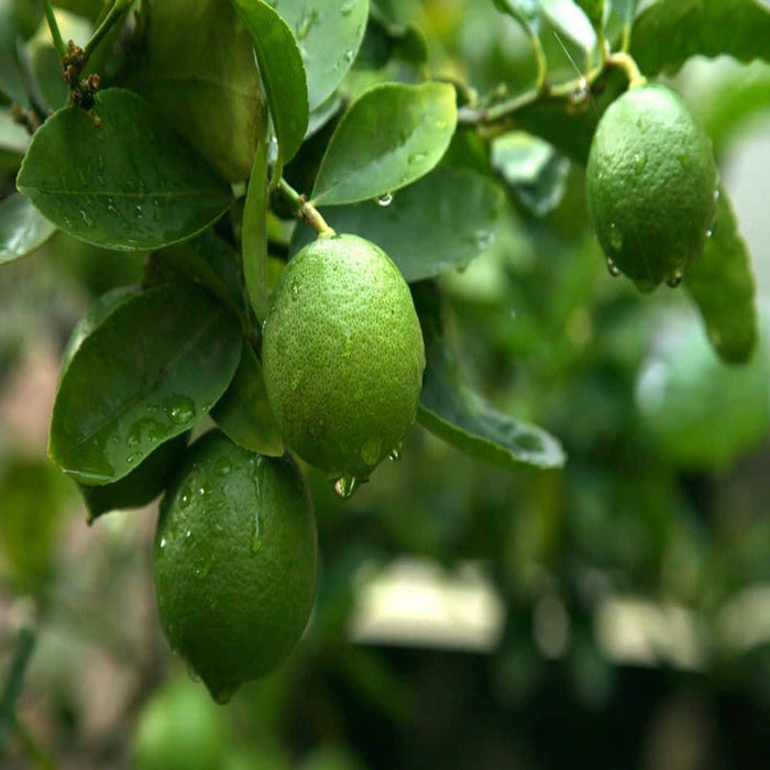 Lemon Hybrid - Fruit Plants & Tree