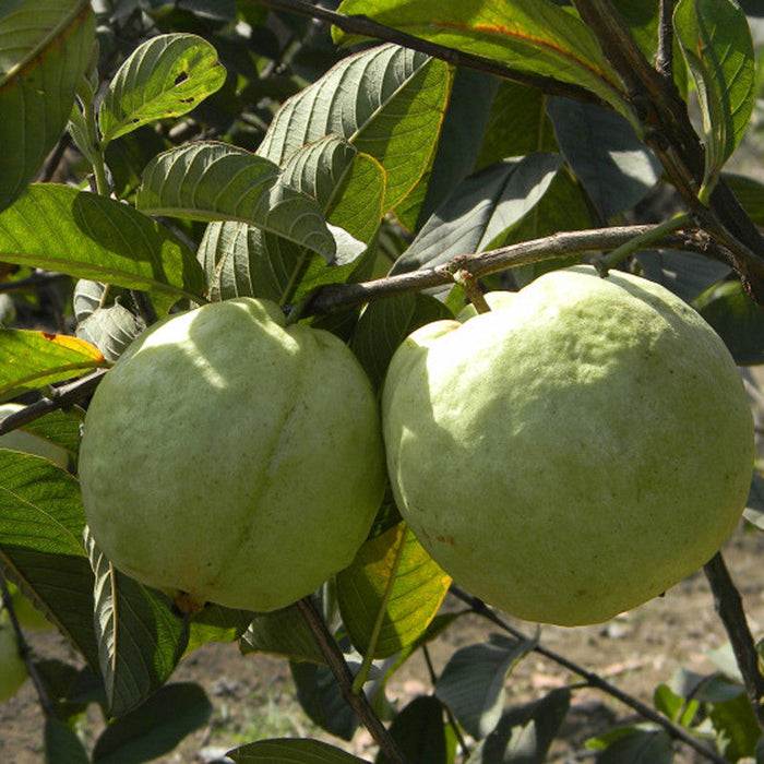 Guava Kg Guava(Grafted) -Big Size Plants