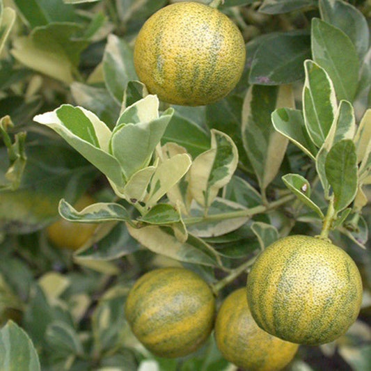 Table Lemon Varigata- Fruit Plants & Tree| Buy Table lemon plants|online sale Lemon Plant