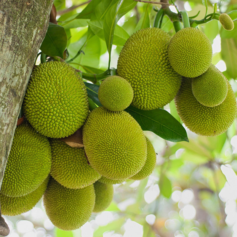 Jack fruit-Gumless Panasa(Grafted) - Fruit Plants & Tree