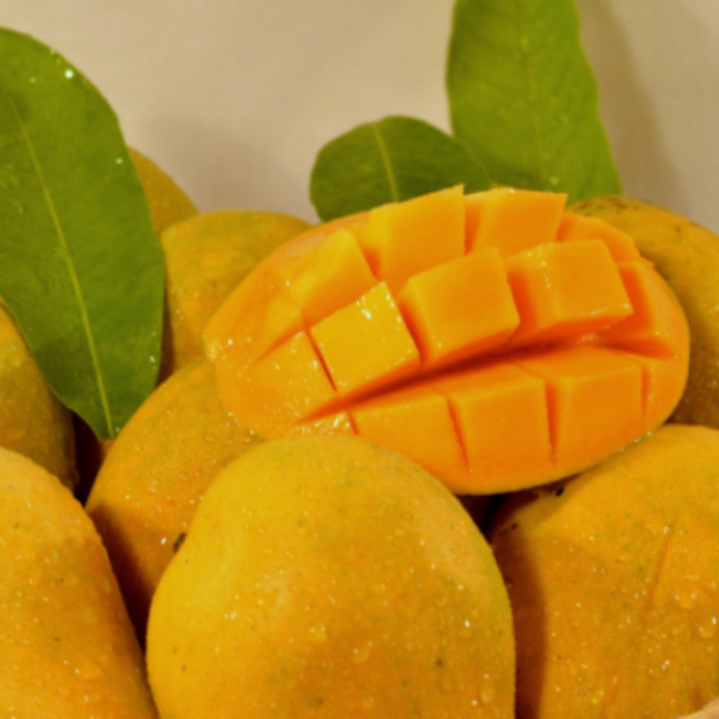 Mango Benishan/Banaganpalli(Grafted) - Fruit Plants & Tree