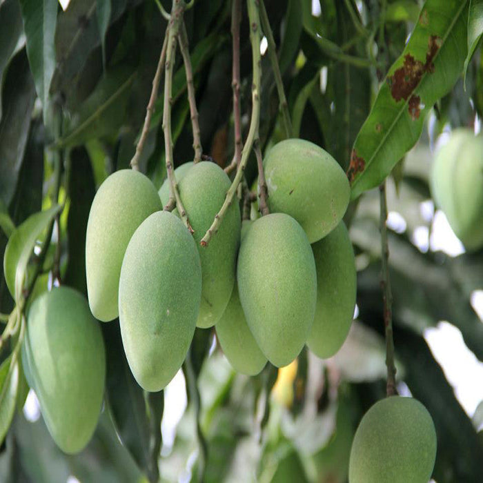 Mango Himayat(Grafted)- Fruit Plants & Tree