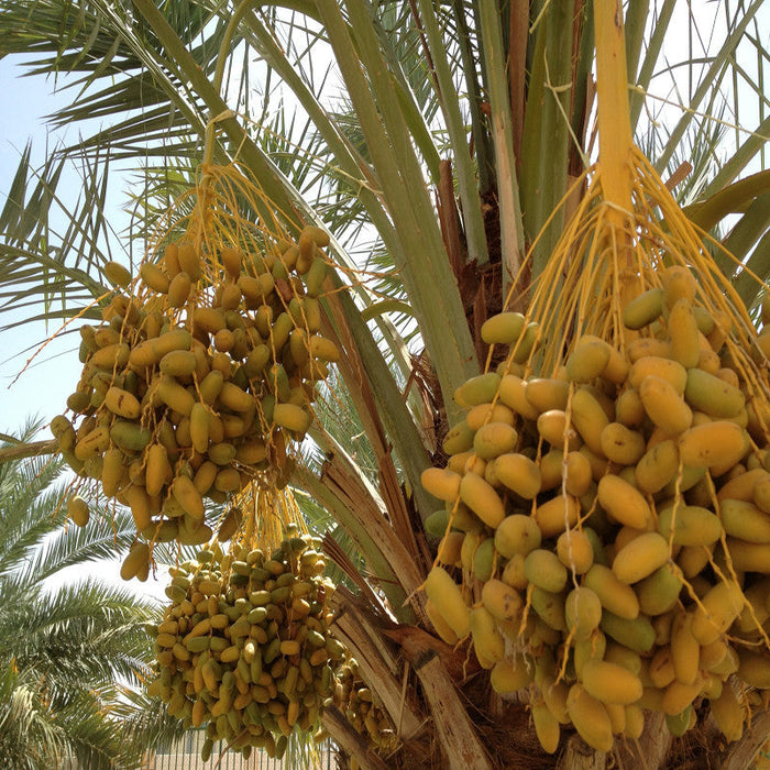 Date palm for sale | Buy Date palm plant | Date palm online near me | Date palm tree for sale