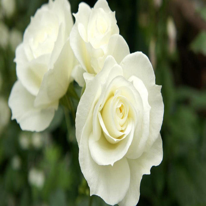 Rosa White Success - Flowering Shrubs