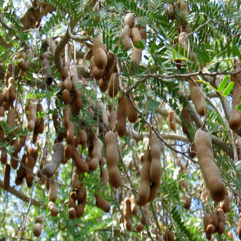 Tamarind-PKM (Grafted)- Fruit Plants & Tree