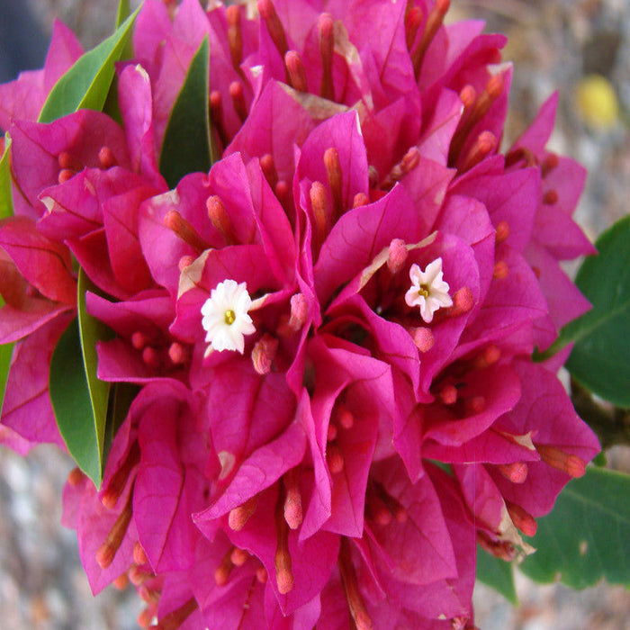 Bougainvillea Dwarf - Flowering Shrubs