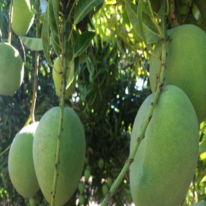 Mango Mallika(Grafted)- Fruit Plants & Tree