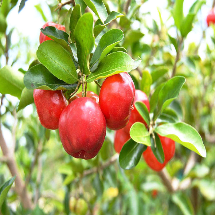 Barbados Cherry Tree for Sale | Buy Barbados Cherry Plant Online | Fruit Plant
