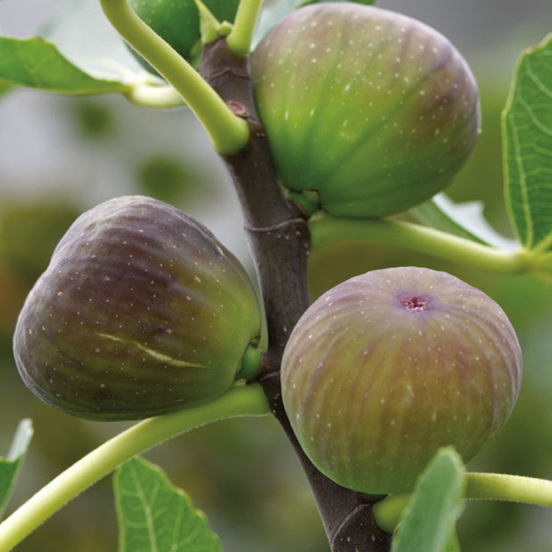 Fig trees for sale | Anjeer plant | Fig plant | Buy fig tree | Fig plants online | Fig Puna tree plant for sale