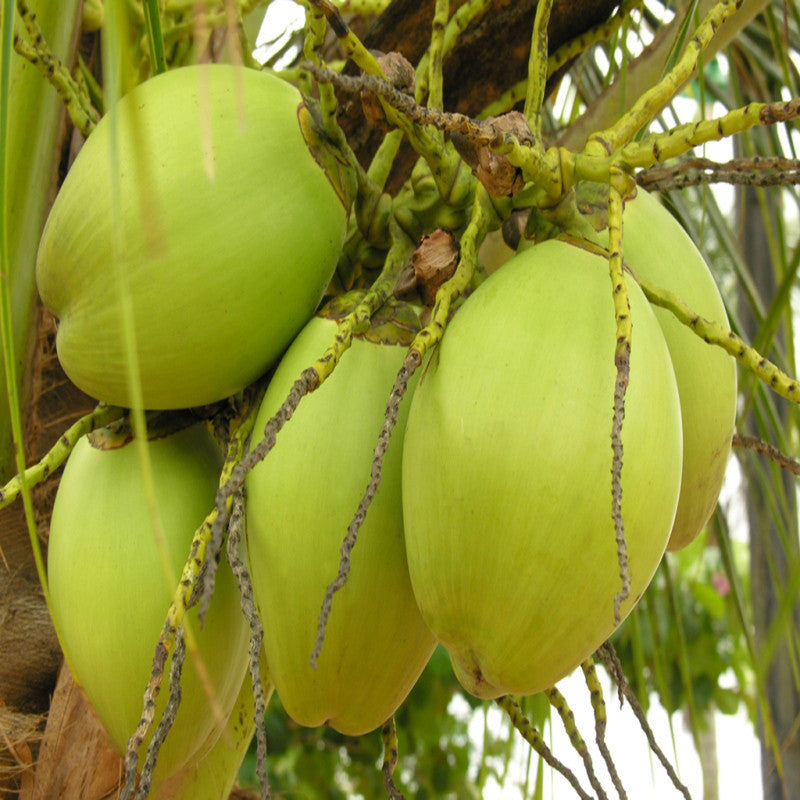 Desi Coconut Tree | Coconut tree for sale | Buy desi coconut plant tree online | Fruit plant for sale