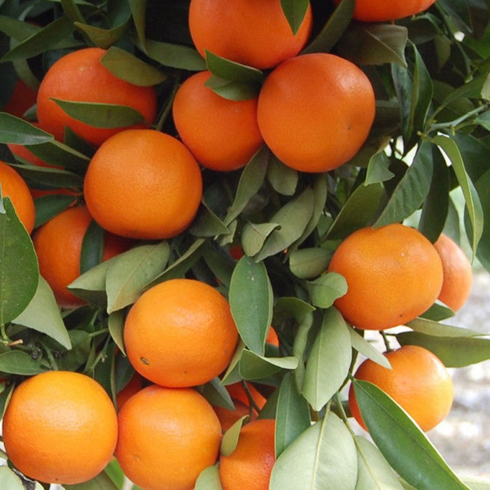 Orange-Kinnow(Grafted)- Fruit Plants & Tree