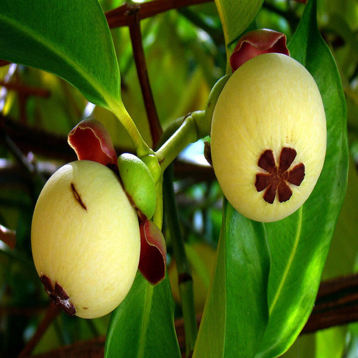 Mangosteen / Garcinia mangostana - Fruit Plants & Tree