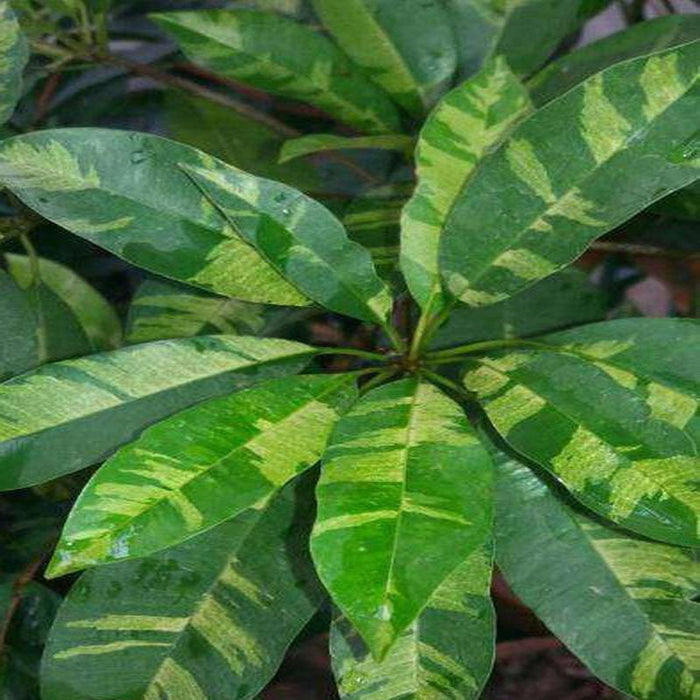 Grafted Chikoo Plant | Chikoo Plant | Chikoo Fruit Tree | Buy Chikoo Tree Online | Sapota Fruit Plant for Sale
