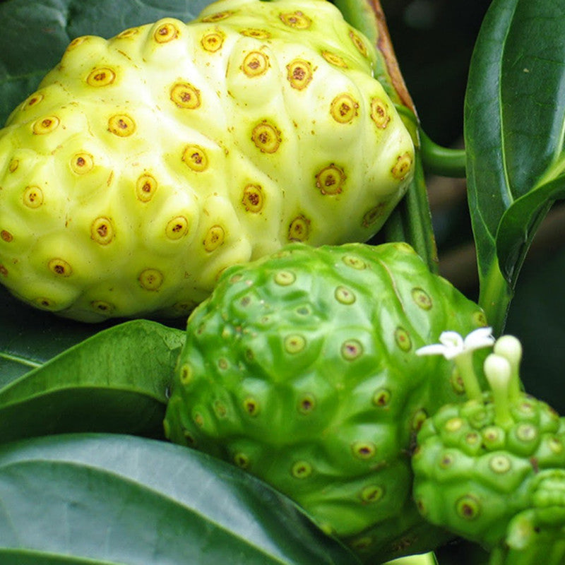 Noni/cheese fruit - Fruit Plants & Tree