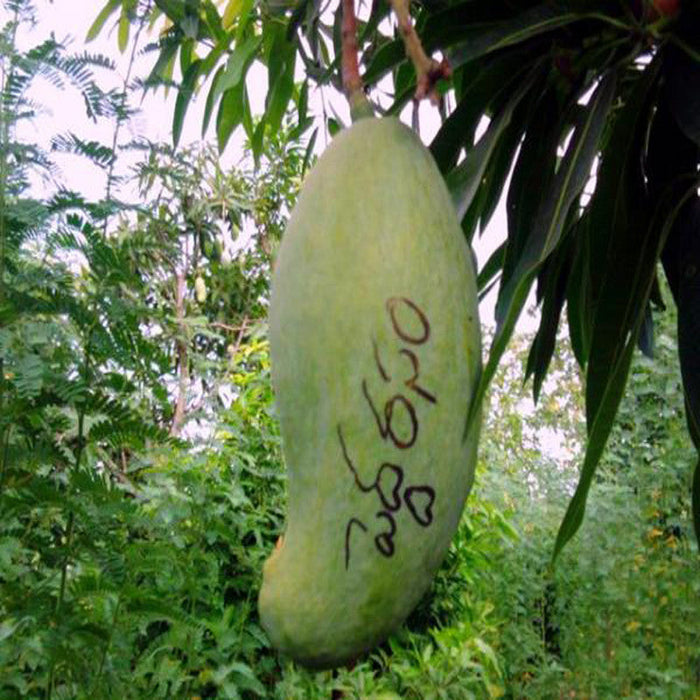Mango Pedda Rasam(Grafted) - Fruit Plants & Tree