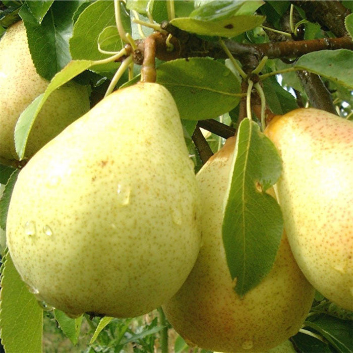Babugosha Plant for Sale Online | Indian Pear Plant | Babugosha Fruit Tree