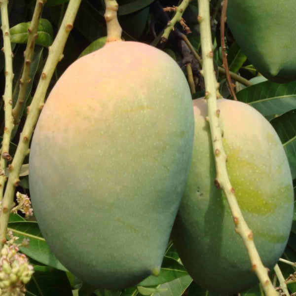 Mango Kesar (Grafted)- Fruit Plants & Tree